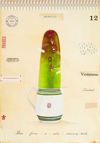 BROMELIAD WITH VASE