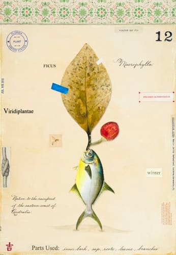 FICUS WITH FISH