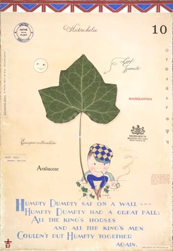 IVY WITH H.D.