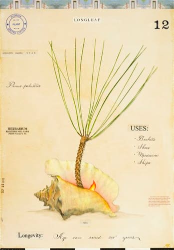 LONGLEAF PINE WITH SHELL