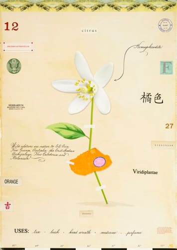 ORANGE BLOSSOM WITH PEEL
