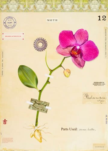 ORCHID BARK