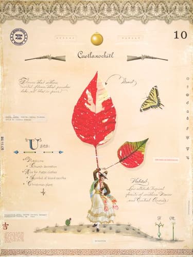 POINSETTA WITH MEXICAN LADY