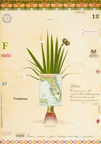 SABAL PALM WITH MAP