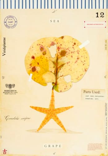 SEA GRAPE WITH STAR FISH