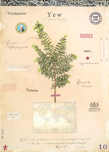 TAXUS WITH MAP