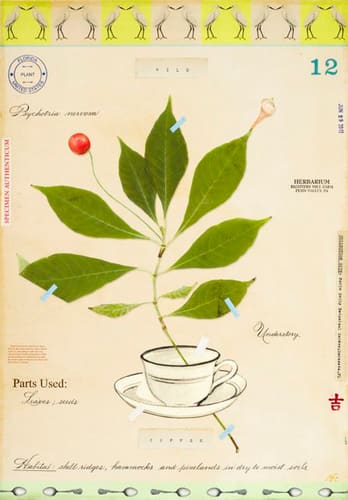 WILD COFFEE WITH CUP