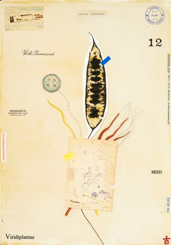 WILD TAMARIND WITH NOTES