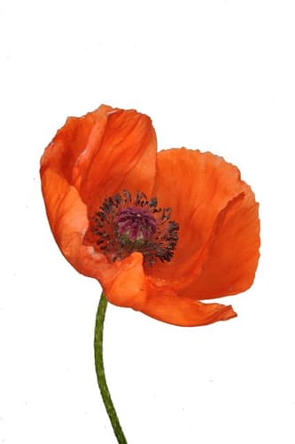 PRINCE OF ORANGE