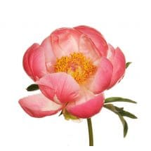PEONY IN PINK