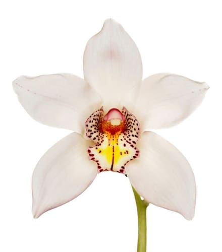 CYMBIDIUM