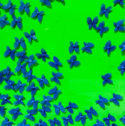 BLUE SKIES & GREEN BUTTERFLIES