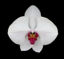 PHAELANOPSIS