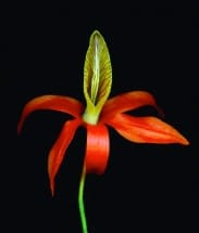 DENDROBIUM