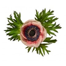 ANEMONE