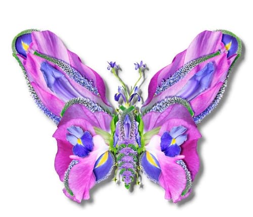 BUTTERFLY 1 ON PAPER