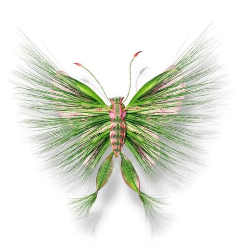 BUTTERFLY 24 ON PAPER