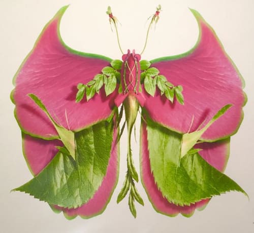BUTTERFLY 50 ON PAPER