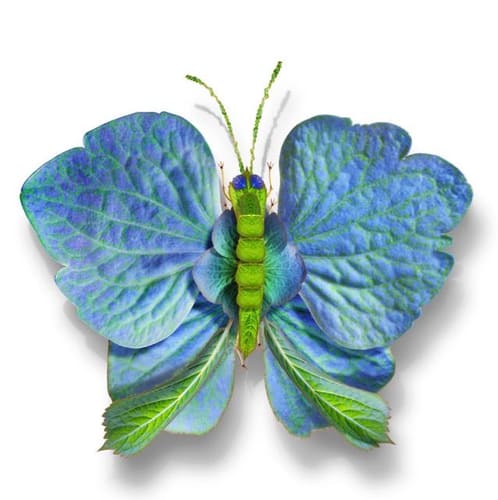 BUTTERFLY 37 ON CANVAS