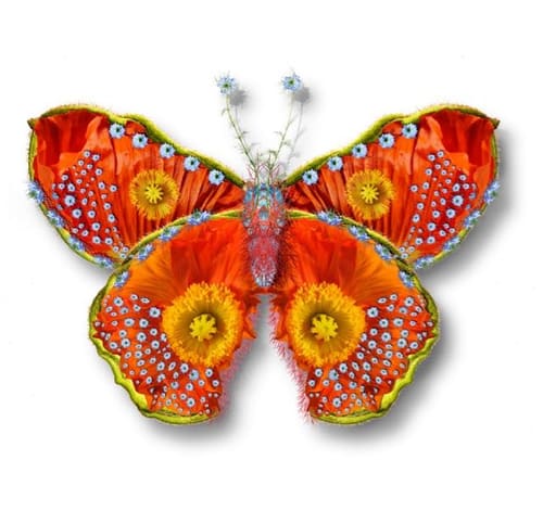 BUTTERFLY 4 ON PAPER