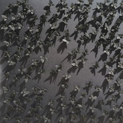 BLACKWATER BUTTERFLIES