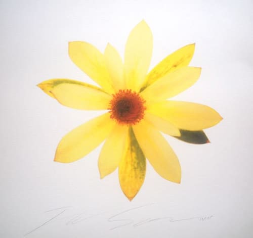 LEUCADENDRON GANDOGRI