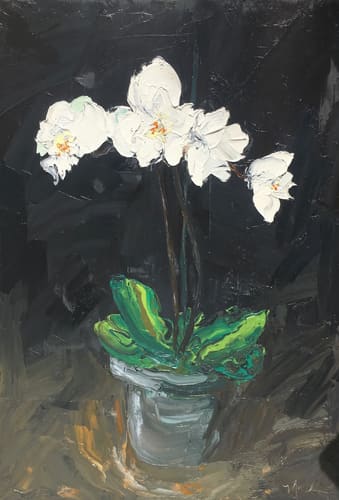 WHITE ORCHIDS