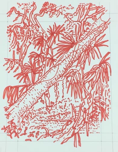 RED BANYAN