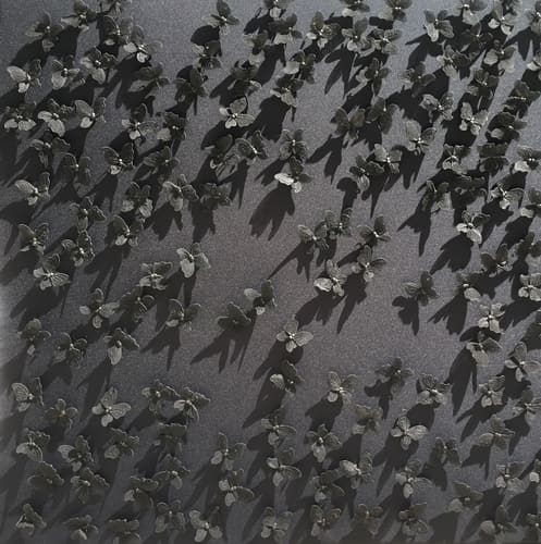 BLACK WATER BUTTERFLIES II