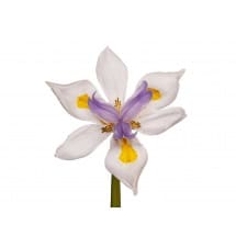 FORTNIGHT LILY 