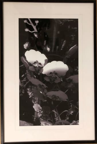 DIGITAL ORCHID