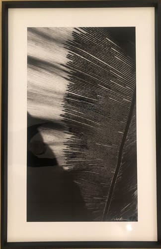 PALM SILHOUETTE - LARGE