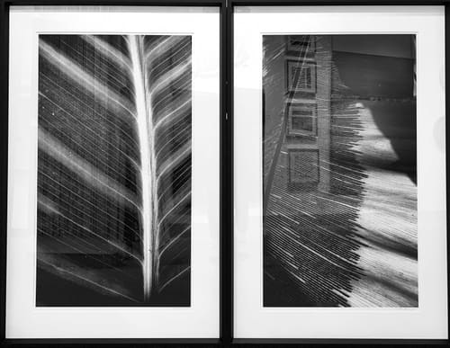LEAF STUDY 1 & 2