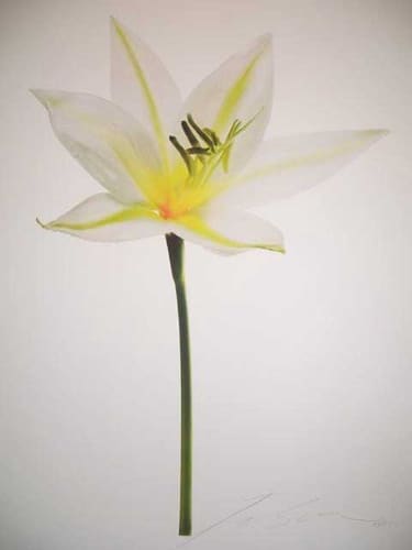 RESURECTION LILY