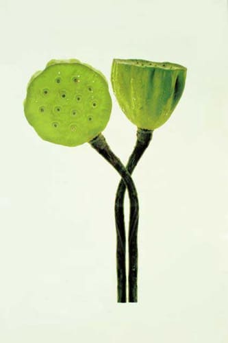 LOTUS PODS