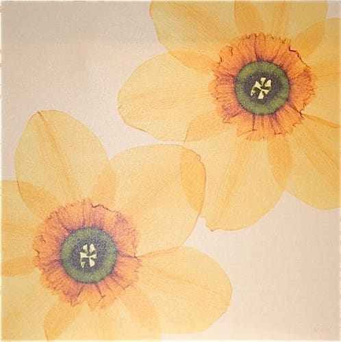 DAFODILS