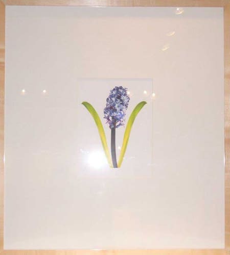 HYACINTH ORIENTALIS