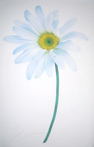 DAISY