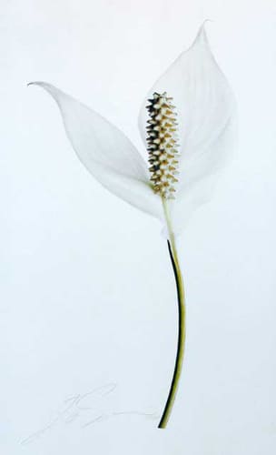 PEACE LILY