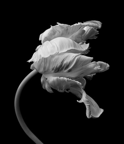 MONOCHROME PARROT TULIP