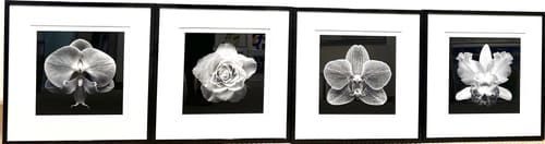 FLORA SERIES ON PAPER 