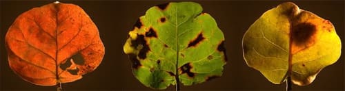 LEAF 1-3